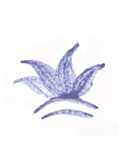 Colorant poudre bleu céleste P82 pour céramique