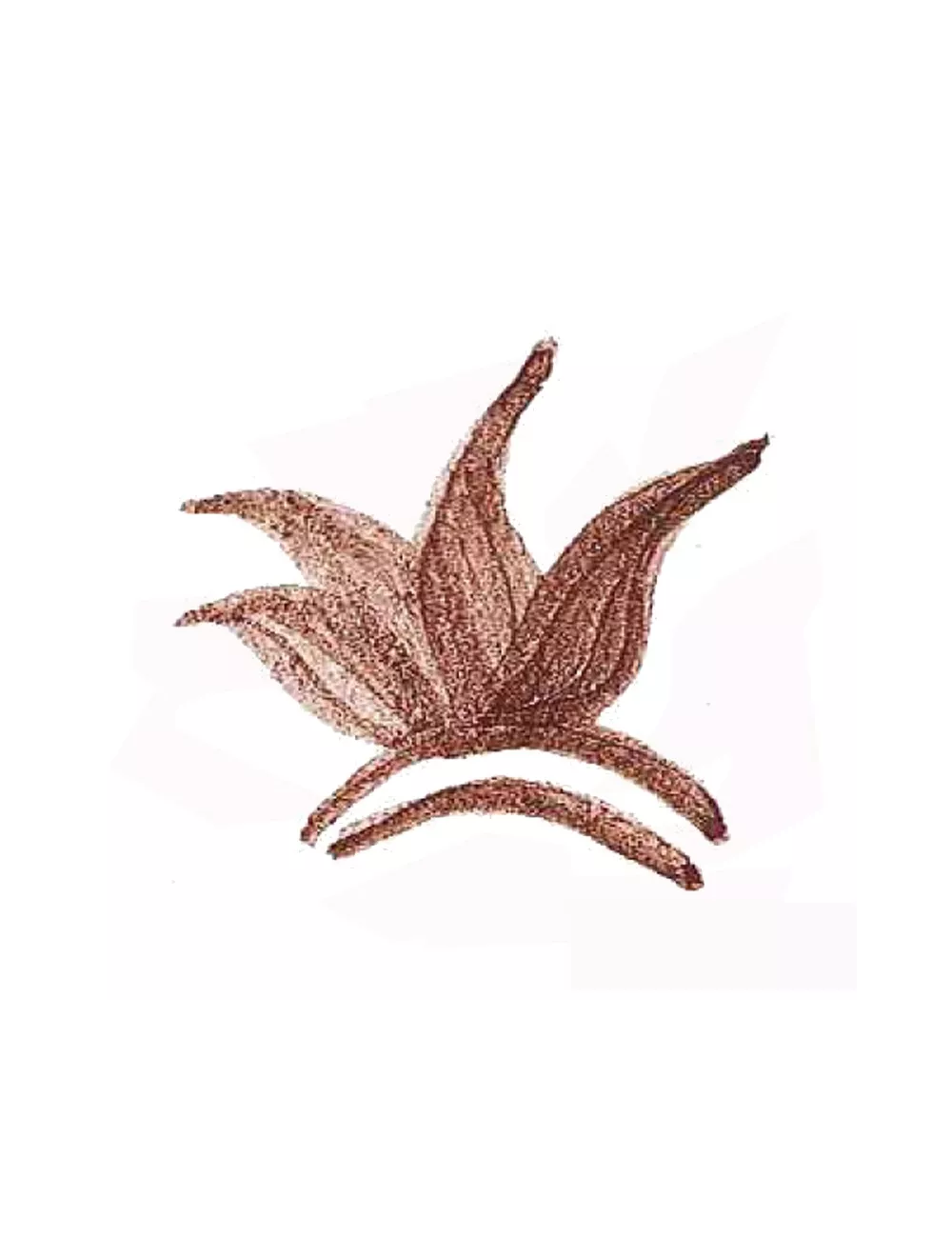 COLORANT POUDRE MARRON P142