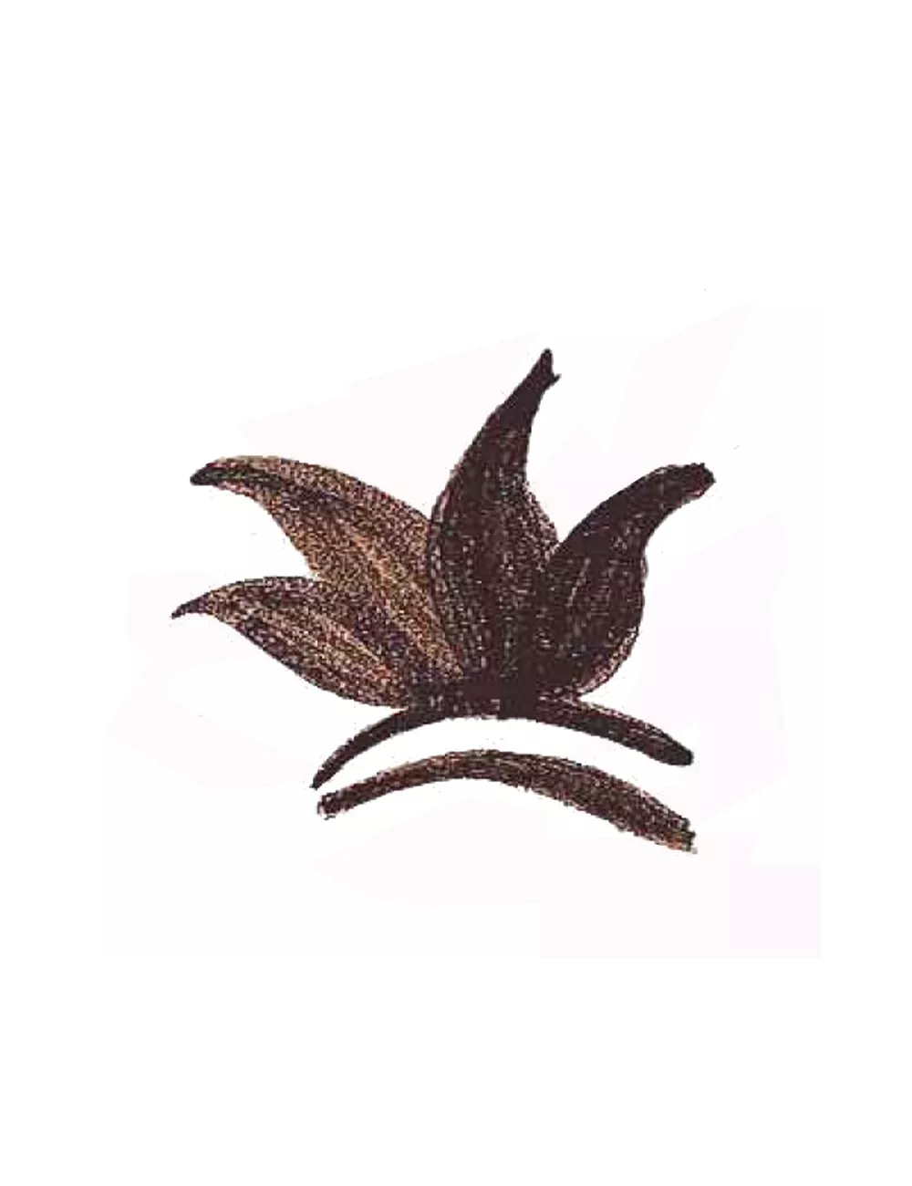 COLORANT POUDRE NOIR BRUN MASSE P120