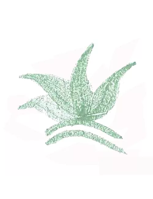 COLORANT POUDRE VERT OCEAN P32