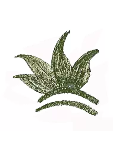 Colorant poudre Vert Foncé P46 pour céramique