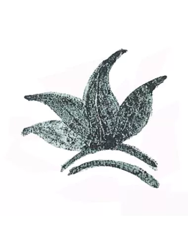 Colorant poudre Vert Foncé P29 pour céramique
