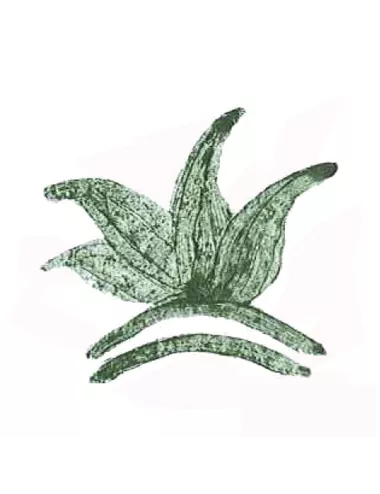Colorant poudre Vert Persan P214 pour céramique