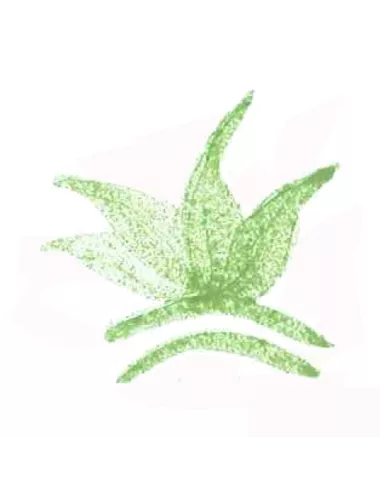 Colorant poudre vert Victoria P69 pour céramique